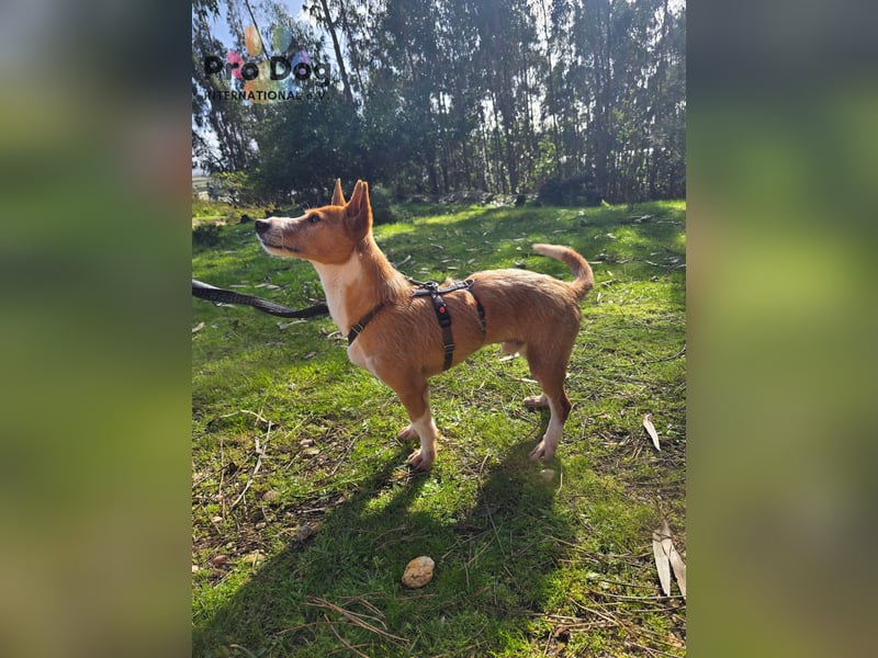 Spaßvogel Vincent sucht ein neues Zuhause