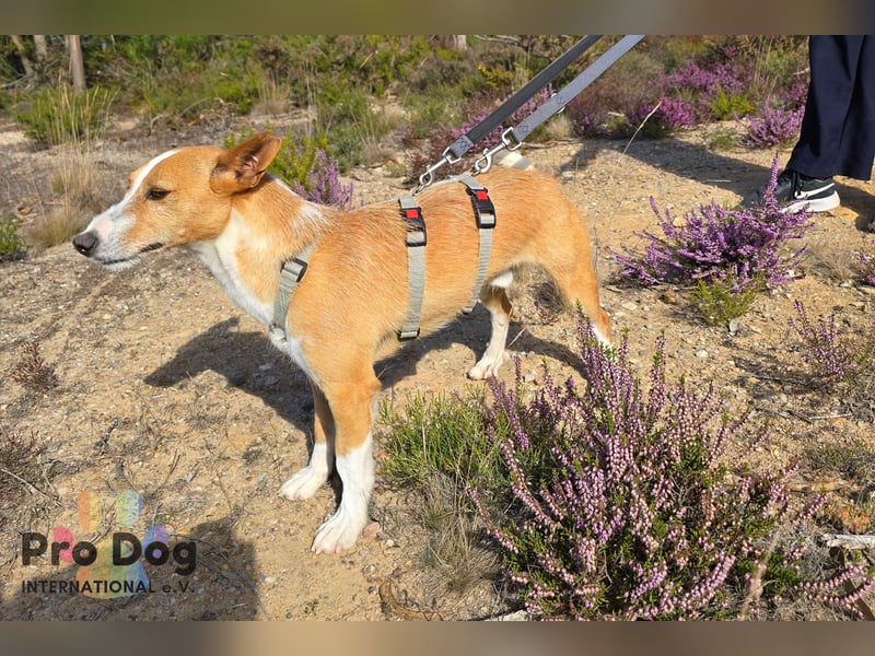 Vincent sucht sein Zuhause