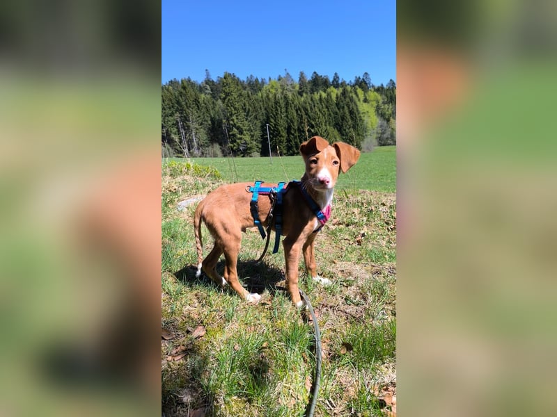 Bizchoco - kleiner Charmeur mit lustigen Ohren sucht sein Zuhause