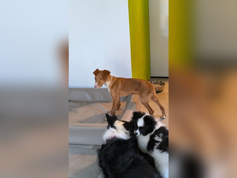 Bizchoco - kleiner Charmeur mit lustigen Ohren sucht sein Zuhause