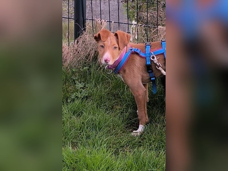 Bizchoco - kleiner Charmeur mit lustigen Ohren sucht sein Zuhause