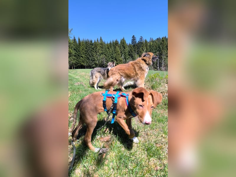 Bizchoco - kleiner Charmeur mit lustigen Ohren sucht sein Zuhause