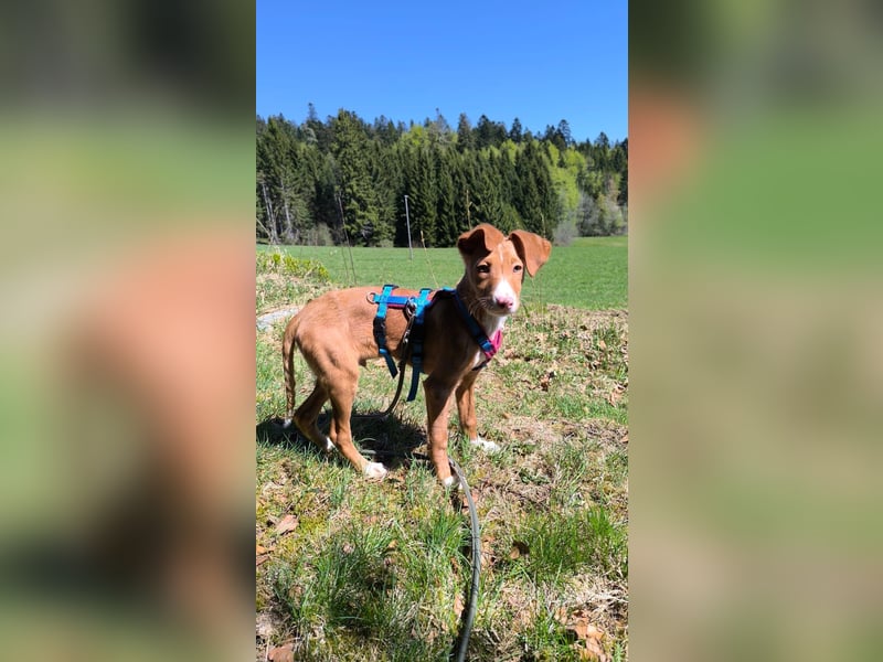 Bizchoco - kleiner Charmeur mit lustigen Ohren sucht sein Zuhause