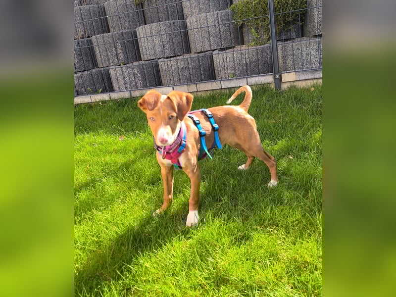 Bizchoco - kleiner Charmeur mit lustigen Ohren sucht sein Zuhause