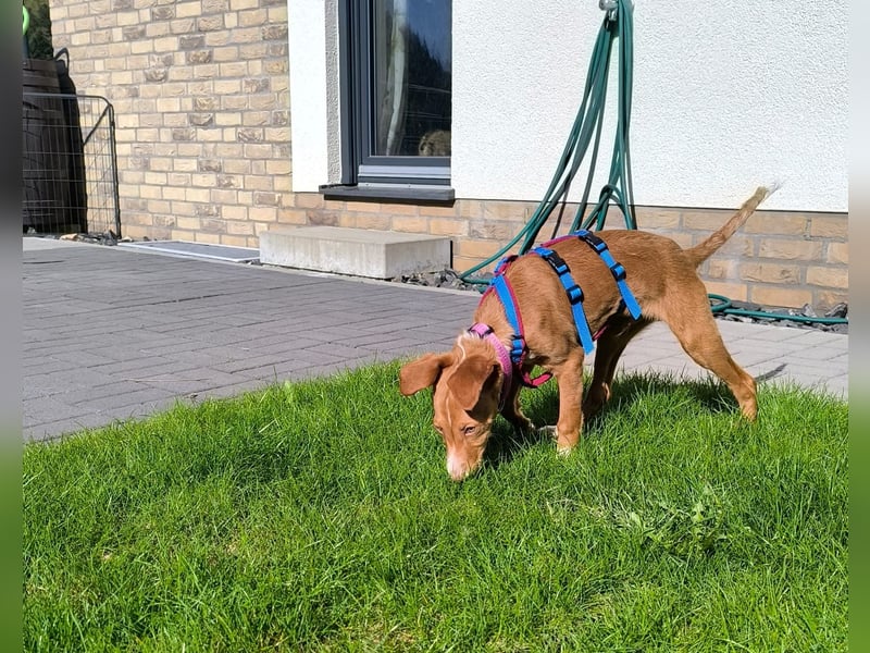 Bizchoco - kleiner Charmeur mit lustigen Ohren sucht sein Zuhause