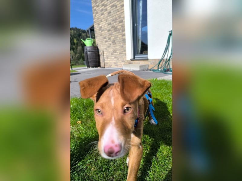 Bizchoco - kleiner Charmeur mit lustigen Ohren sucht sein Zuhause