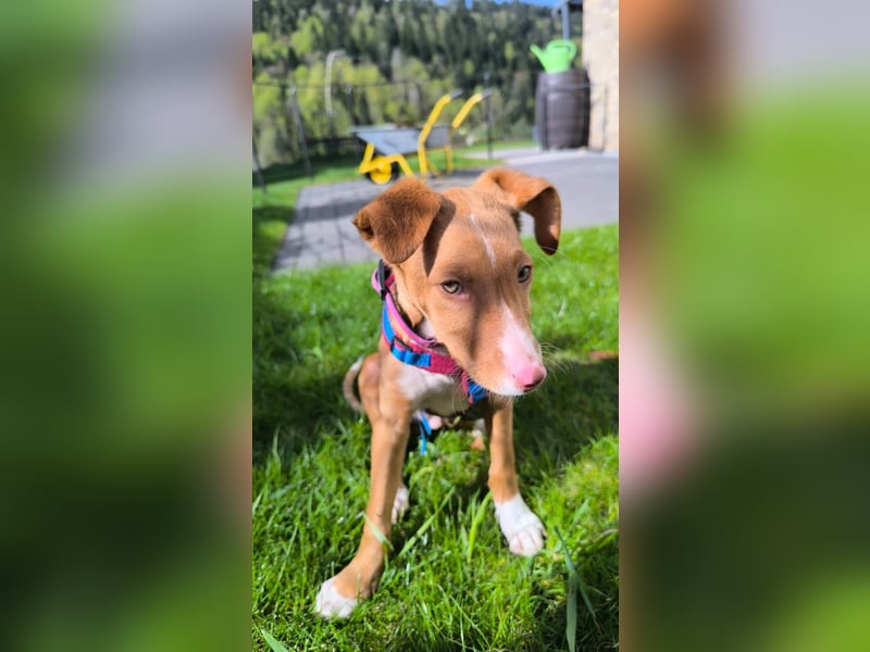 Bizchoco - kleiner Charmeur mit lustigen Ohren sucht sein Zuhause