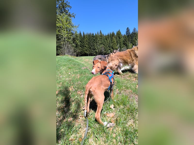 Bizchoco - kleiner Charmeur mit lustigen Ohren sucht sein Zuhause
