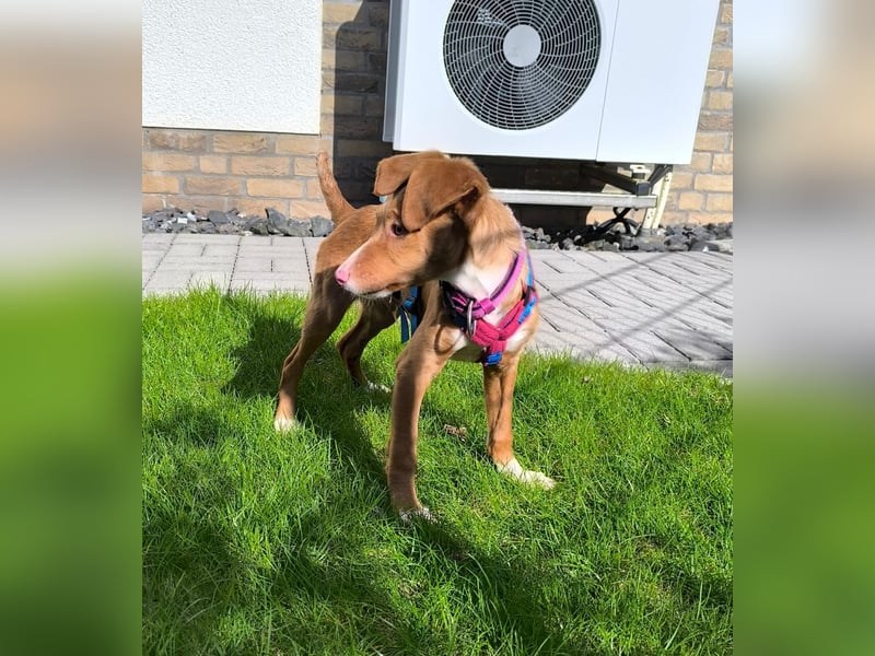 Bizchoco - kleiner Charmeur mit lustigen Ohren sucht sein Zuhause