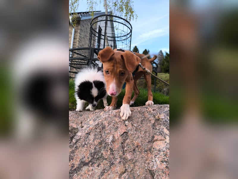 Bizchoco - kleiner Charmeur mit lustigen Ohren sucht sein Zuhause