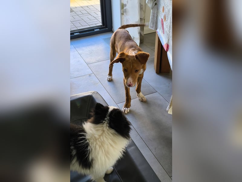 Bizchoco - kleiner Charmeur mit lustigen Ohren sucht sein Zuhause