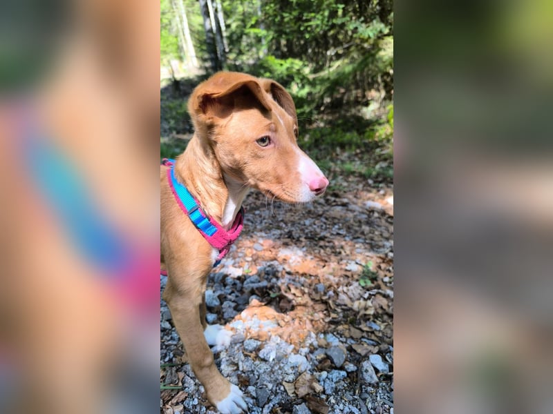 Bizchoco - kleiner Charmeur mit lustigen Ohren sucht sein Zuhause