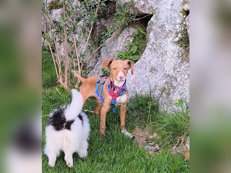 Bizchoco - kleiner Charmeur mit lustigen Ohren sucht sein Zuhause