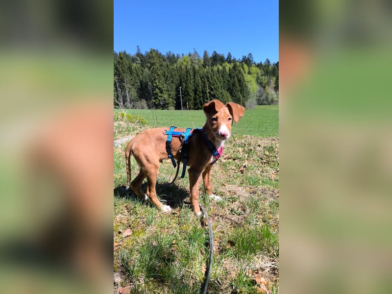 Bizchoco - kleiner Charmeur mit lustigen Ohren sucht sein Zuhause