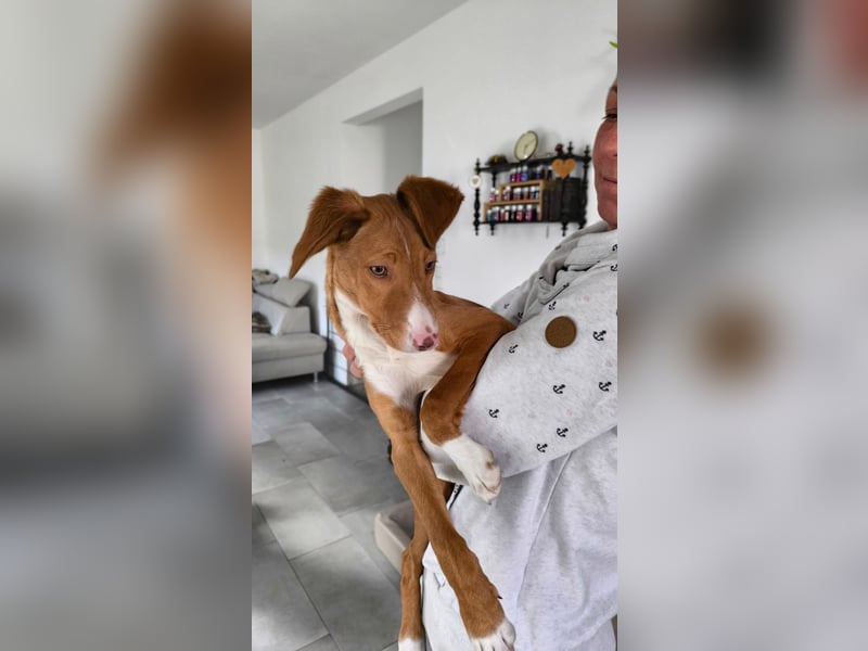 Bizchoco - kleiner Charmeur mit lustigen Ohren sucht sein Zuhause