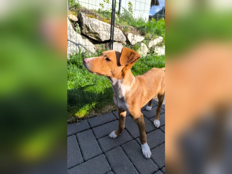 Bizchoco - kleiner Charmeur mit lustigen Ohren sucht sein Zuhause