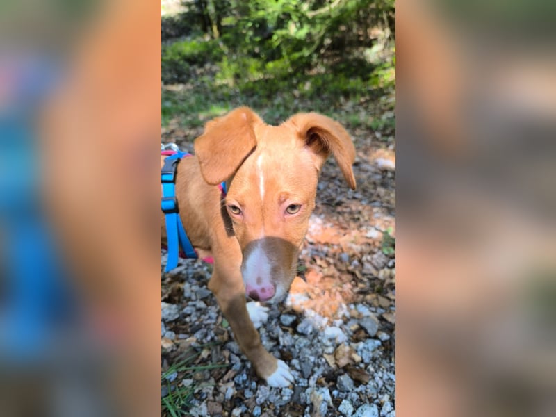 Bizchoco - kleiner Charmeur mit lustigen Ohren sucht sein Zuhause