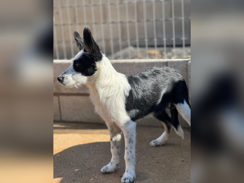 Podenco-Mix-Junghündin Chispa möchte in neues Leben starten