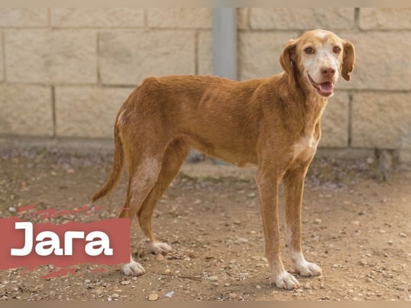 zarte Seele Jara sucht ruhiges Zuhause