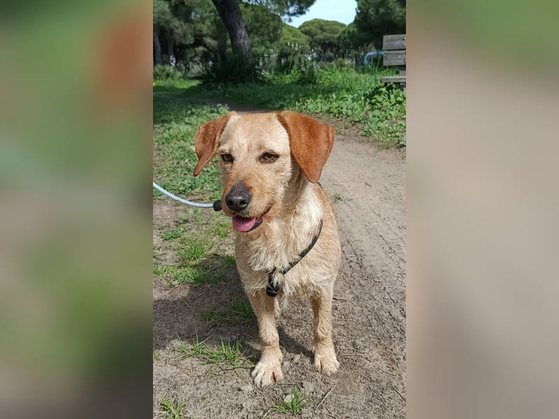 zartes, kleines Hundemädchen sucht ruhiges Zuhause