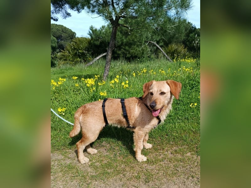 zartes, kleines Hundemädchen sucht ruhiges Zuhause