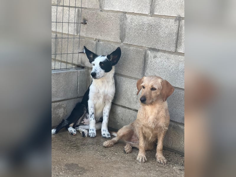 Podenco-Mix-Junghündin Chispa möchte in neues Leben starten