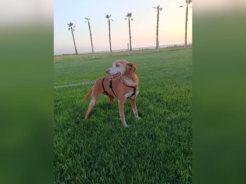 zarte Seele Jara sucht ruhiges Zuhause