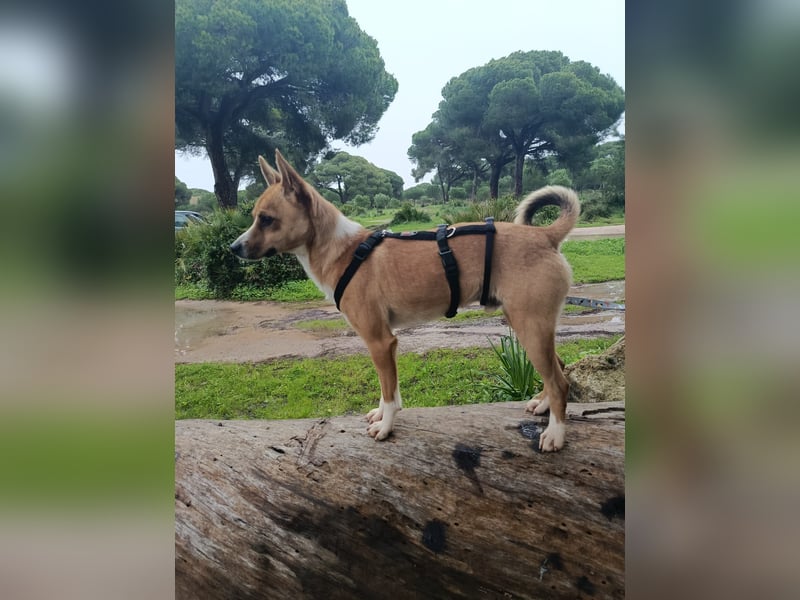 Gute-Laune-Hund Funzi