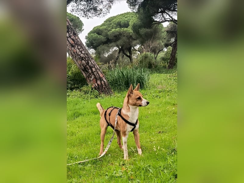 Gute-Laune-Hund Funzi