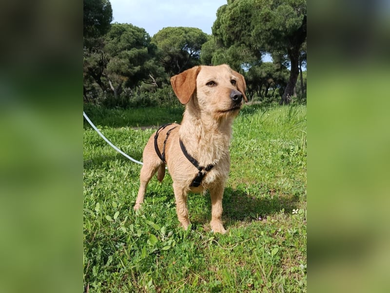 zartes, kleines Hundemädchen sucht ruhiges Zuhause