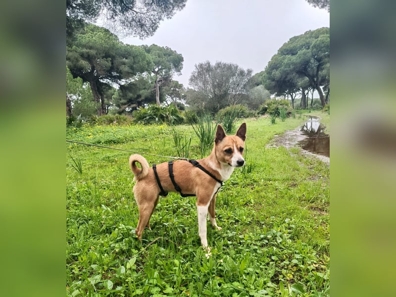 Gute-Laune-Hund Funzi