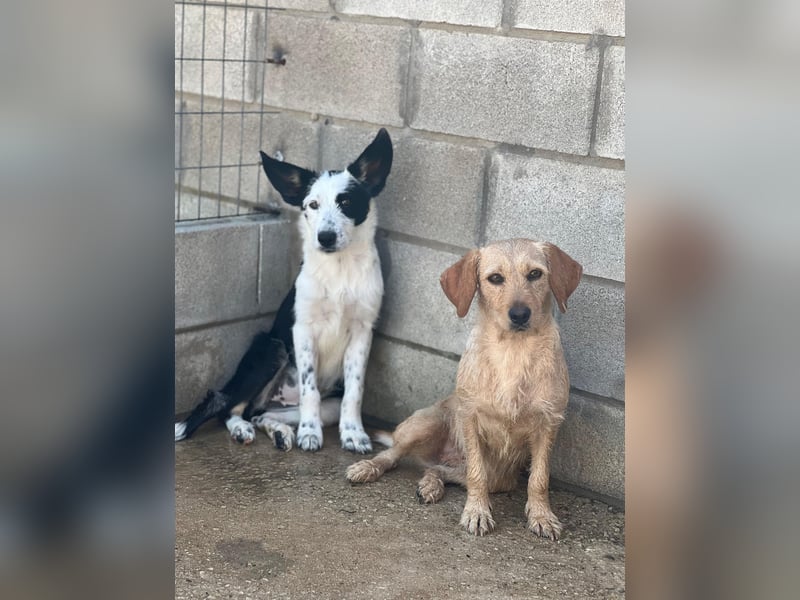 Podenco-Mix-Junghündin Chispa möchte in neues Leben starten
