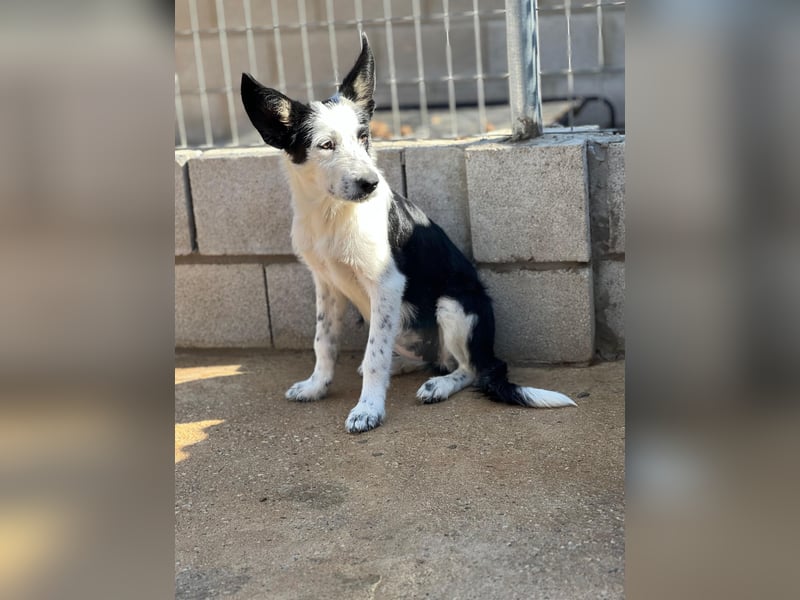 Podenco-Mix-Junghündin Chispa möchte in neues Leben starten