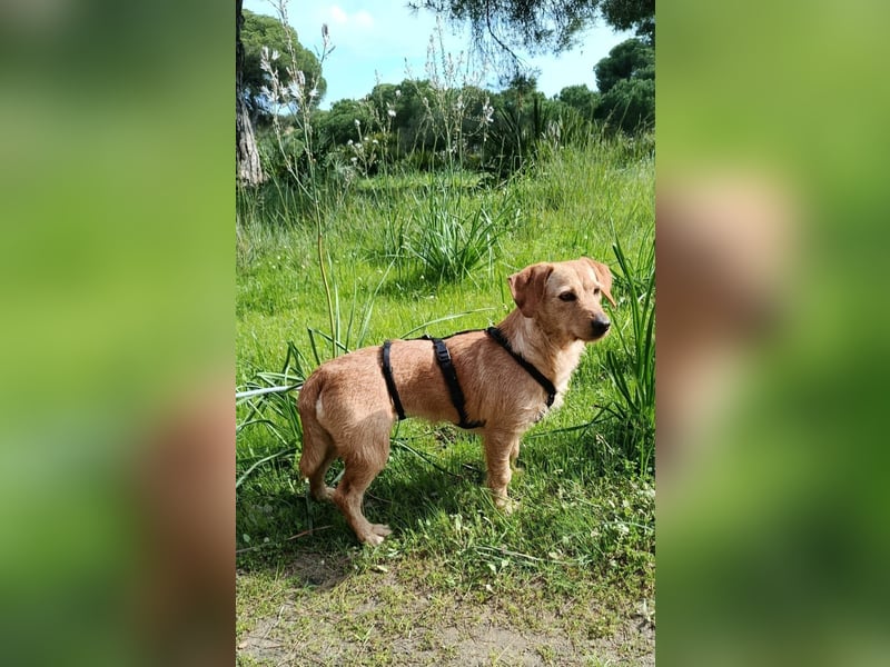 zartes, kleines Hundemädchen sucht ruhiges Zuhause