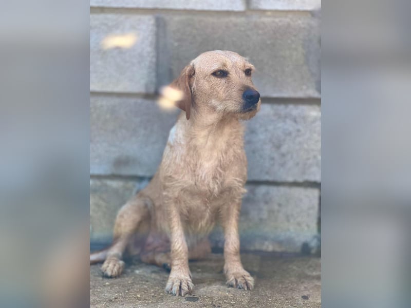 zartes, kleines Hundemädchen sucht ruhiges Zuhause