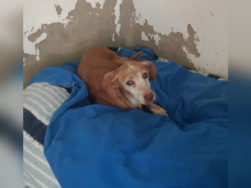 zarte Seele Jara sucht ruhiges Zuhause