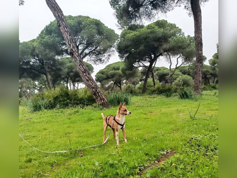 Gute-Laune-Hund Funzi