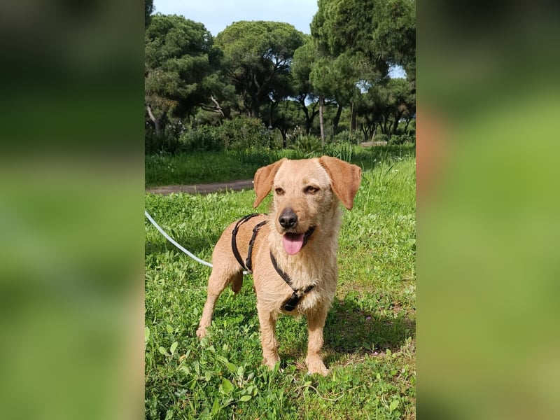zartes, kleines Hundemädchen sucht ruhiges Zuhause