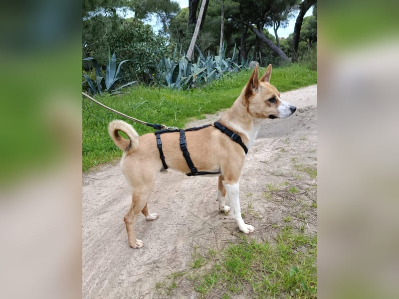 Gute-Laune-Hund Funzi