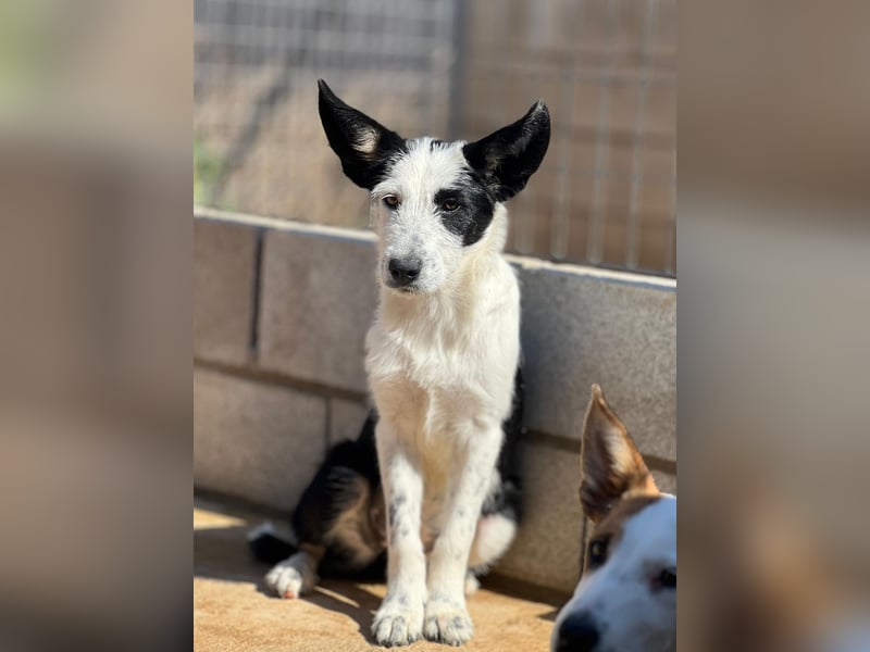 Podenco-Mix-Junghündin Chispa möchte in neues Leben starten