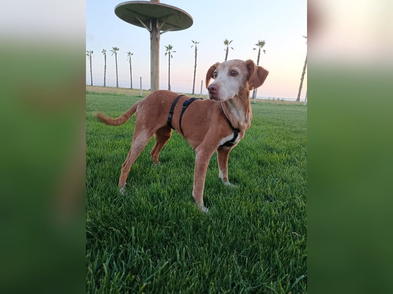 zarte Seele Jara sucht ruhiges Zuhause