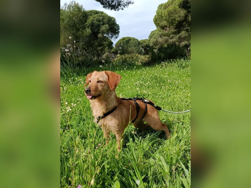 zartes, kleines Hundemädchen sucht ruhiges Zuhause