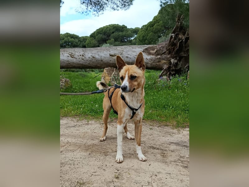 Gute-Laune-Hund Funzi
