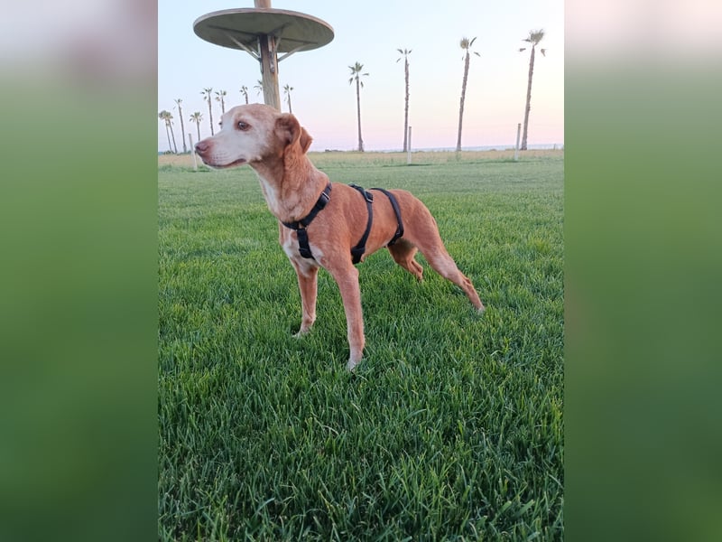 zarte Seele Jara sucht ruhiges Zuhause