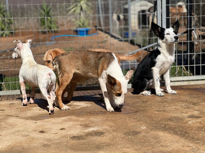 Podenco-Mix-Junghündin Chispa möchte in neues Leben starten
