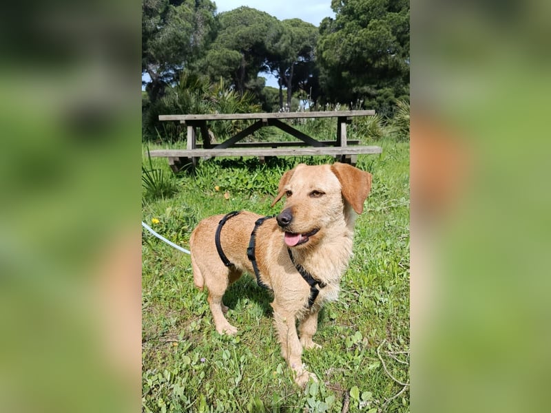 zartes, kleines Hundemädchen sucht ruhiges Zuhause