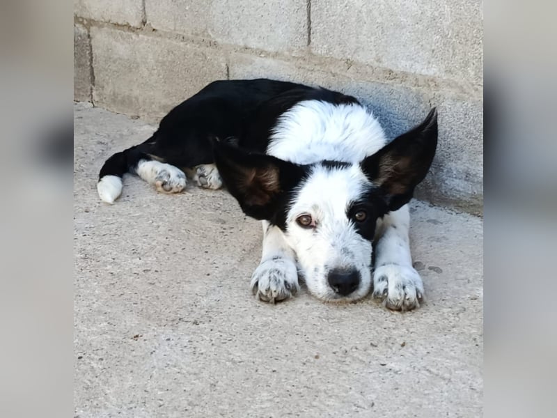 Podenco-Mix-Junghündin Chispa möchte in neues Leben starten