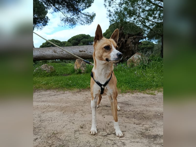 Gute-Laune-Hund Funzi