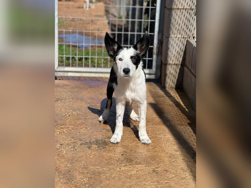 Podenco-Mix-Junghündin Chispa möchte in neues Leben starten