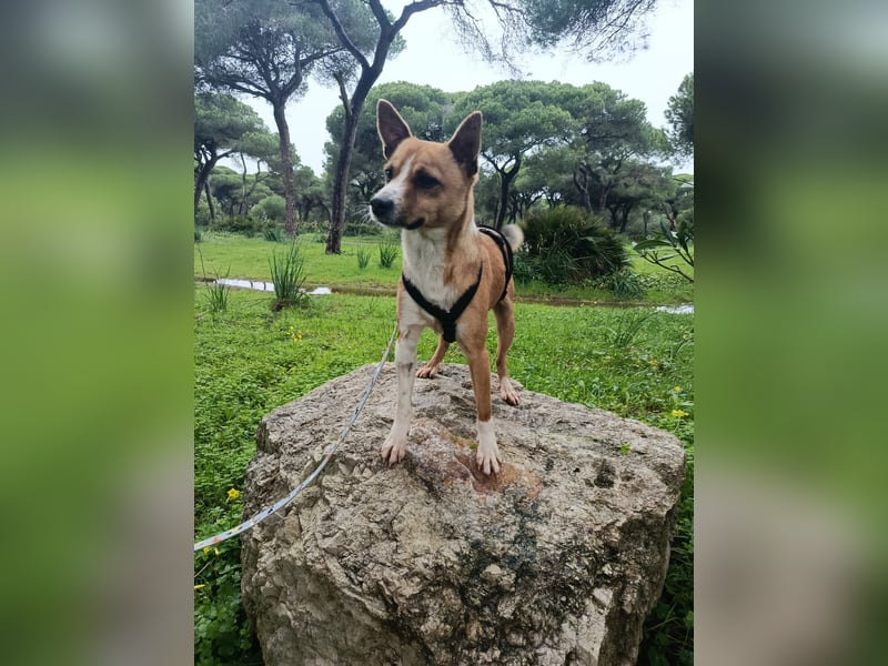 Gute-Laune-Hund Funzi